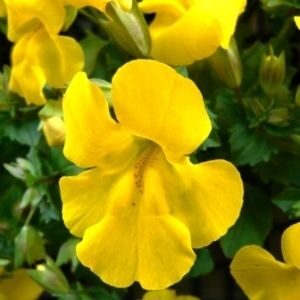ミムラスの黄色い花
