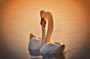 swans-1118903_640